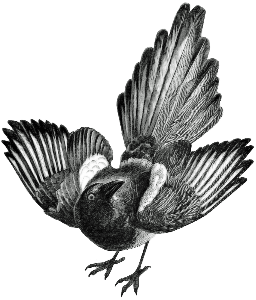 Magpie Reclamations