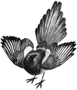 Logo of Magpie Reclamations