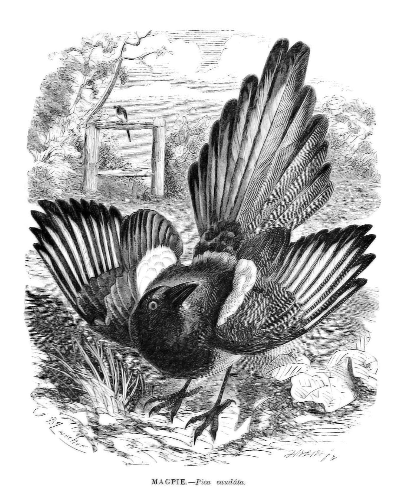 An angry magpie bird.