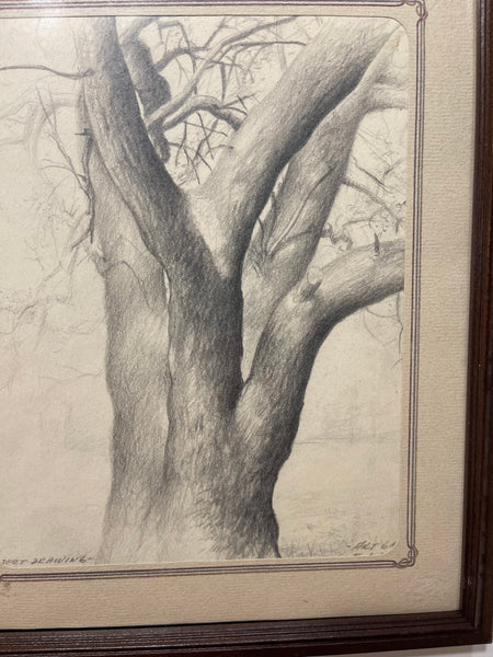 Tuffli Tree Pencil Sketch