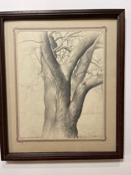 Tuffli Tree Pencil Sketch