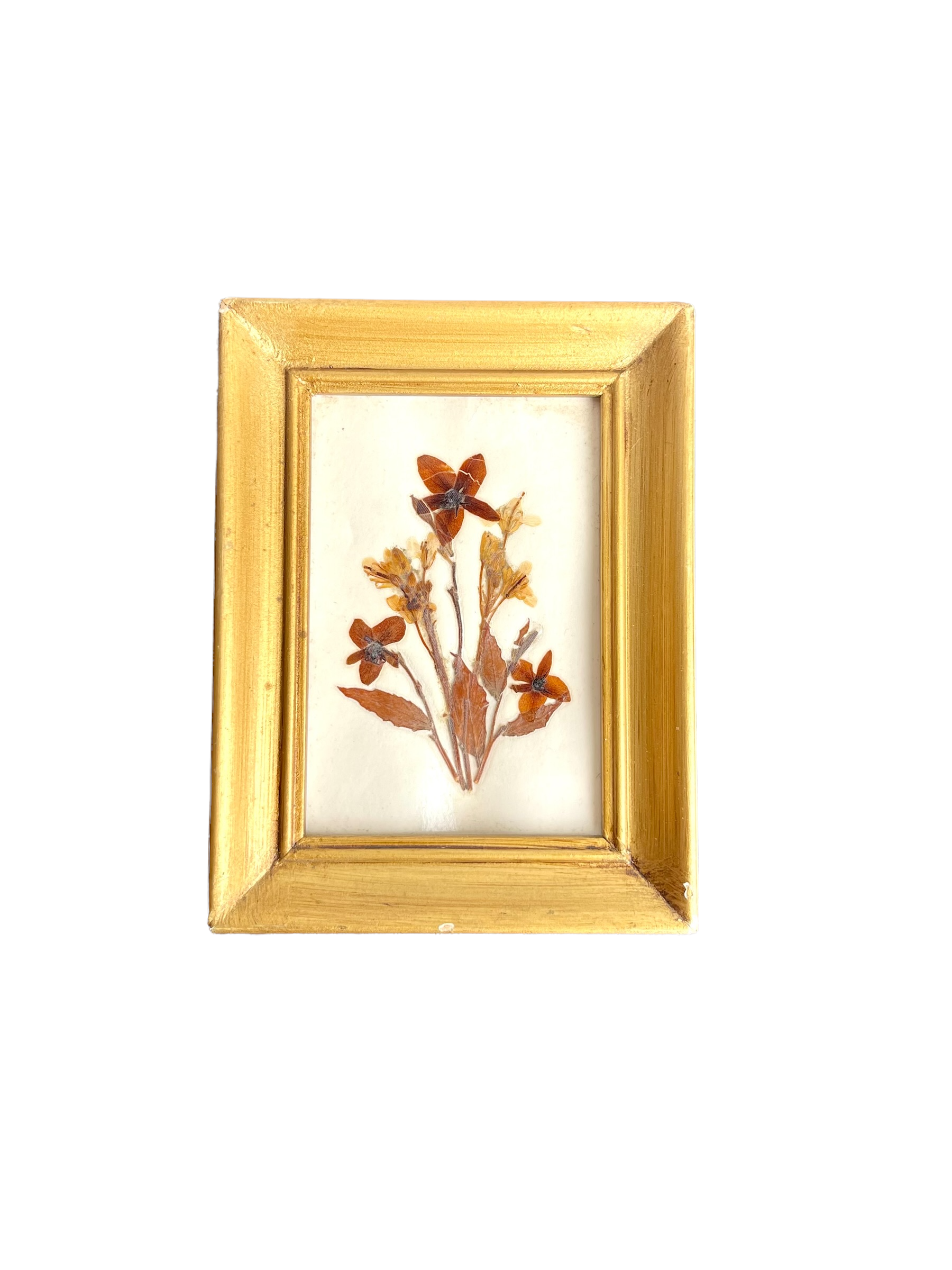 Antique Preserved and Framed Flower
