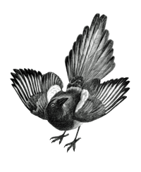 Magpie Reclamations Logo Bird